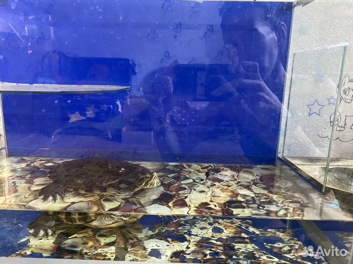 Черепахи с аквариумом