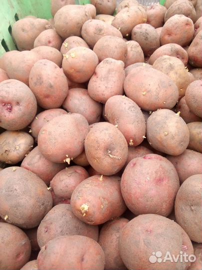 Семенной картофель