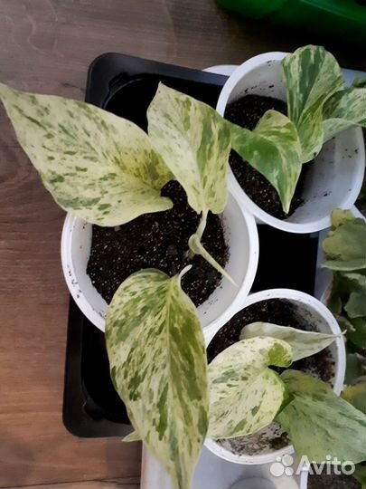 Сциндапсус