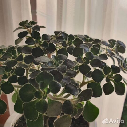 Аихризон Дерево Любви