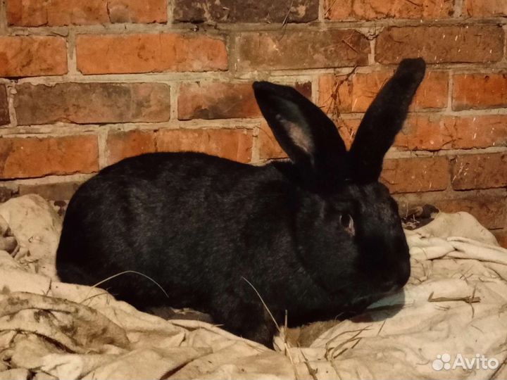 Кролики Строкач, Бабочка, Полтавское серебро