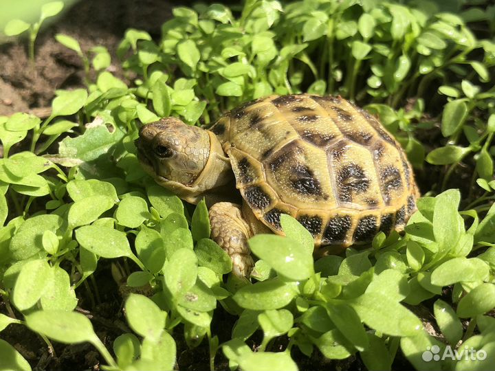 Черепаха сухопутная (Черепашонок)