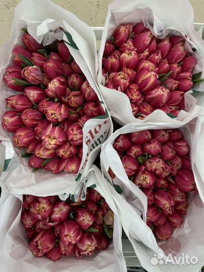 Пионавидные тюльпаны на 6,7,8 марта