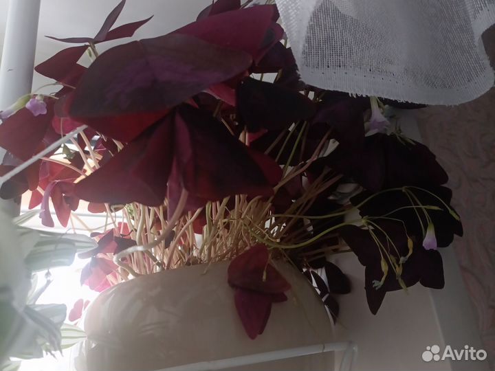 Комнатные цветы