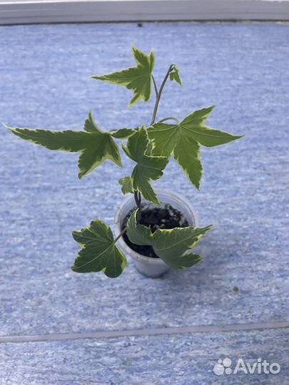 Плющ вариагатный Хедера с отличной корневой