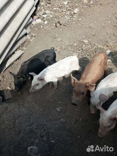 Поросята ландрас дюрок