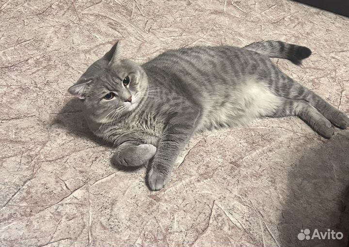 Шотландский кот на вязку