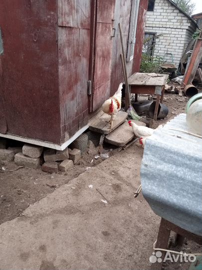 Молодые петушки