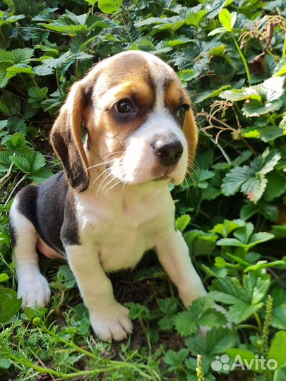 Бигль трехцветные щенки