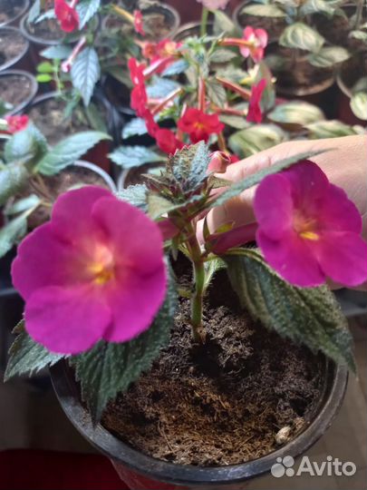 Ахименесы,комнатные цветы,растения