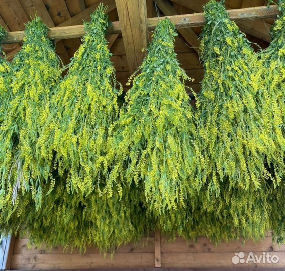 Донник (пучки, веники)