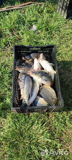 Рыбалка отдых рядом