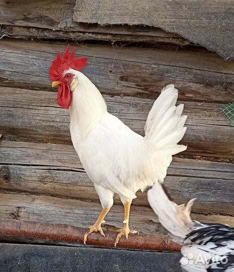 Молодые петушки