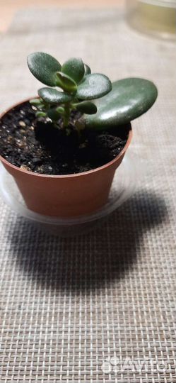 Толстянка, денежное жерево