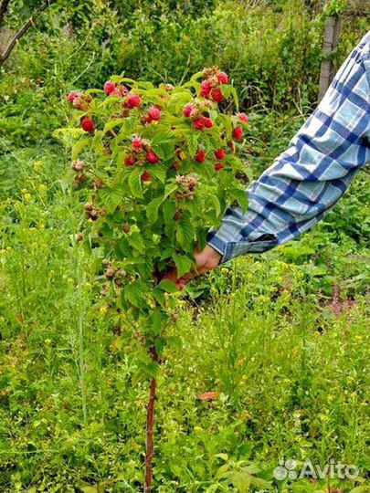 Таруса Штамбовая малина