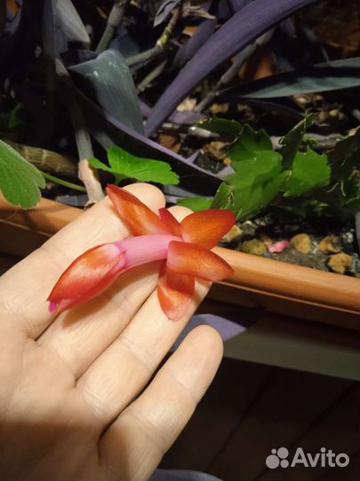 Цветок декабрист