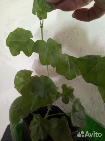 Плющелистная пеларгония