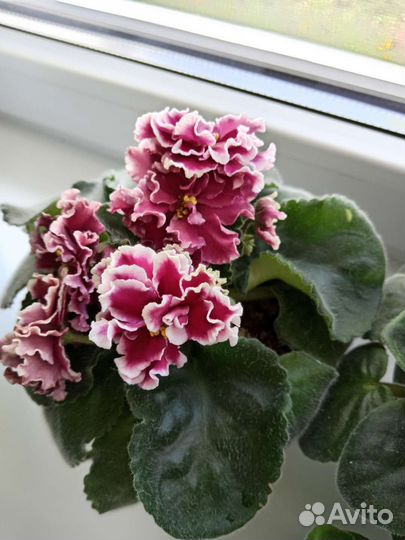 Детка сортовой фиалки