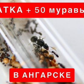 Муравьи