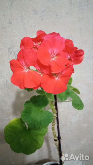 Герань пеларгония