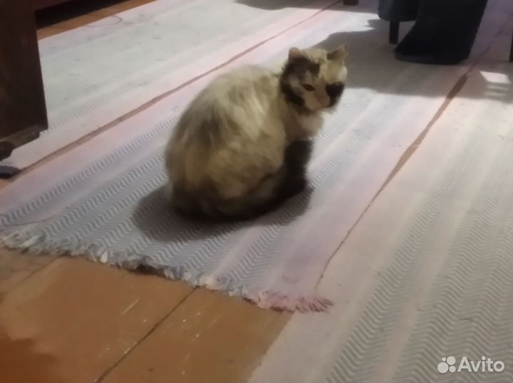 Кошечка в добрые руки