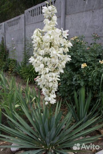 Красота сада и редкое растение, Юкка Нитчатая