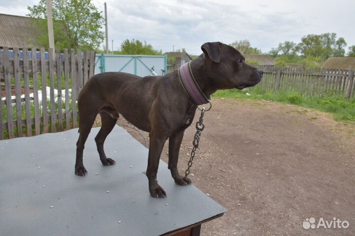 Щенки американского питбуля