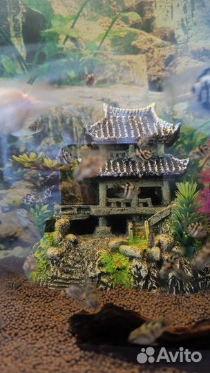 Аквариумные рыбки попугай панда(сапфировый)