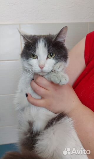 Ласковая кошечка