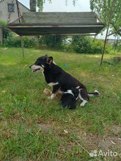 Щенок маленькой собаки в добрые руки