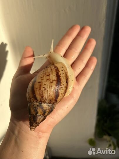 Улитки ахатины