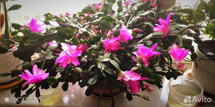 Цветок Декабрист