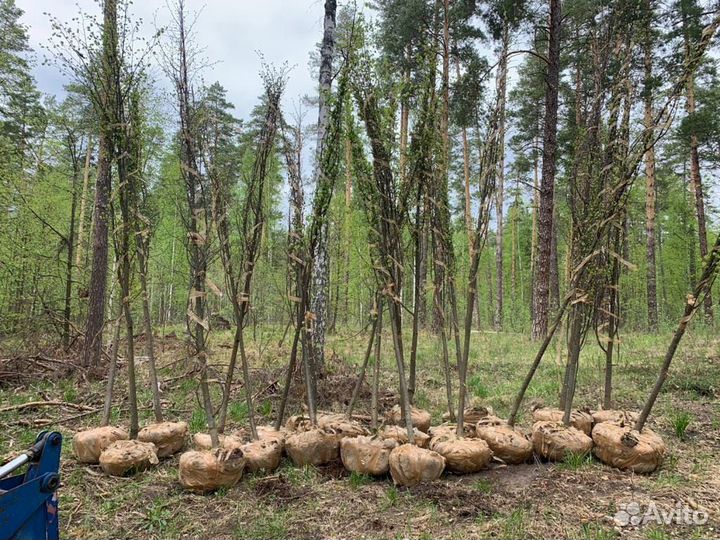 Липа обыкновенная 3-4-5 м