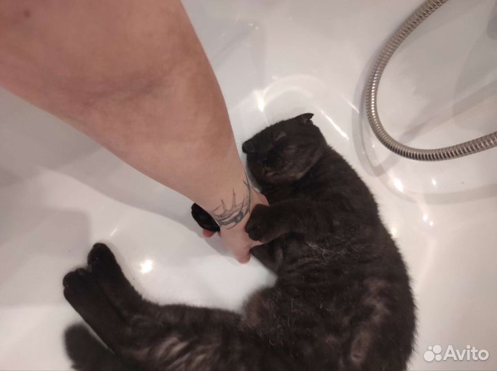 Вислоухая кошка