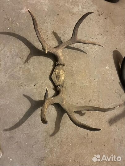 Рога оленя