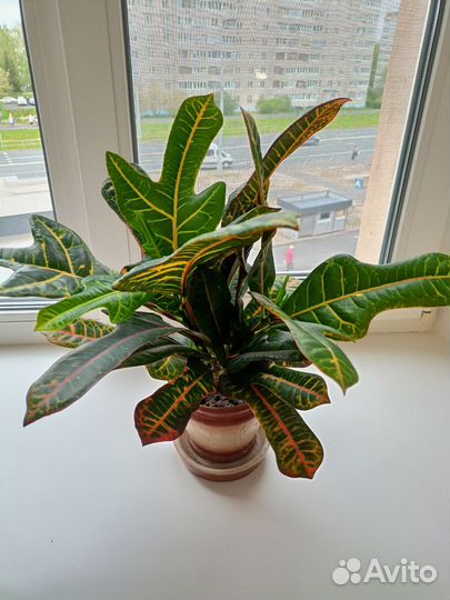 Кодиеум кротон