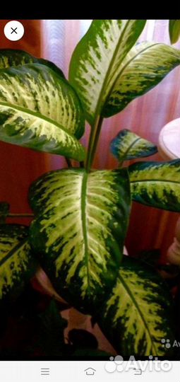 Продам пальму