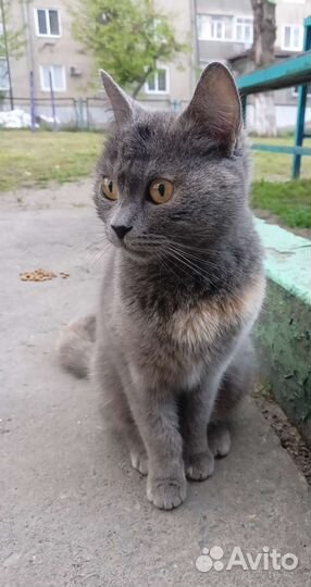 Кошка в дар бесплатно