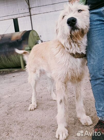 Большой и красивый кобель- бородач