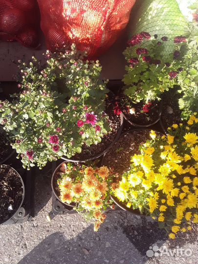 Саженцы хризантемы зкс кустовой,мультифлоры