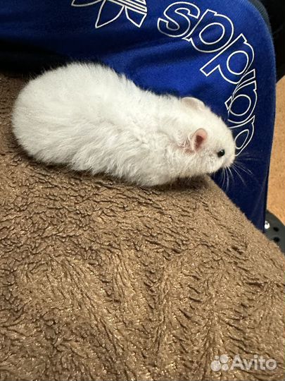 Сирийский хомяк