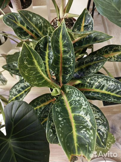 Аглаонема чатра монгол