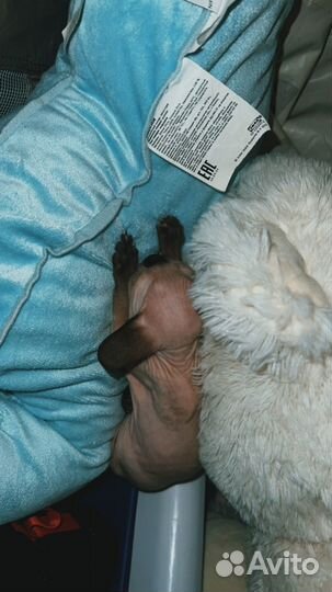 Сфинкс девочка котенок