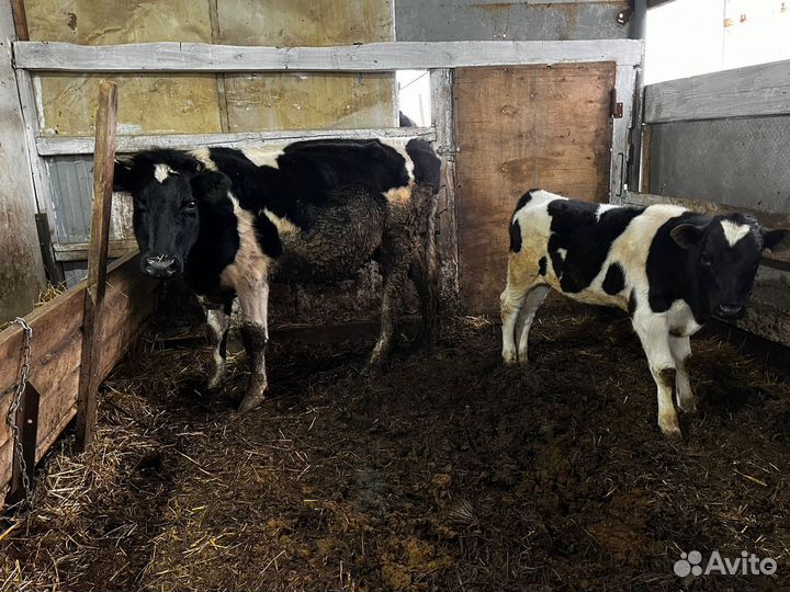 Корова с теленком дойная