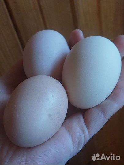 Виандот серебро. Яйцо инкубационное