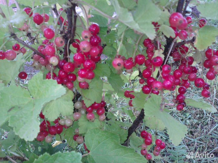 Смородина красная ранняя, чёрная крупная, белая