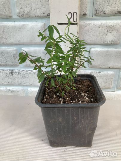 Мирт, Миртовое дерево