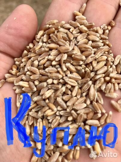 Пшеница 5 класс