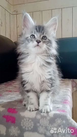 Кошка Мейн-кун