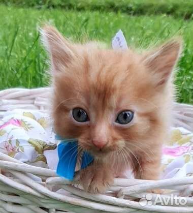 Рыжий малыш вырастет в роскошного кота. Ищем дом